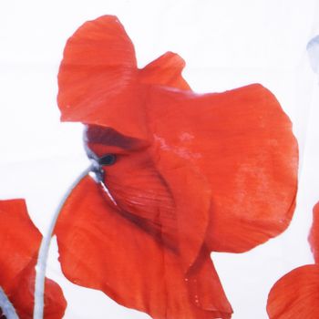 Штора для ванны WasserKRAFT Main 180x200 SC-47101 Белая — фото 6, Шторы для ванной